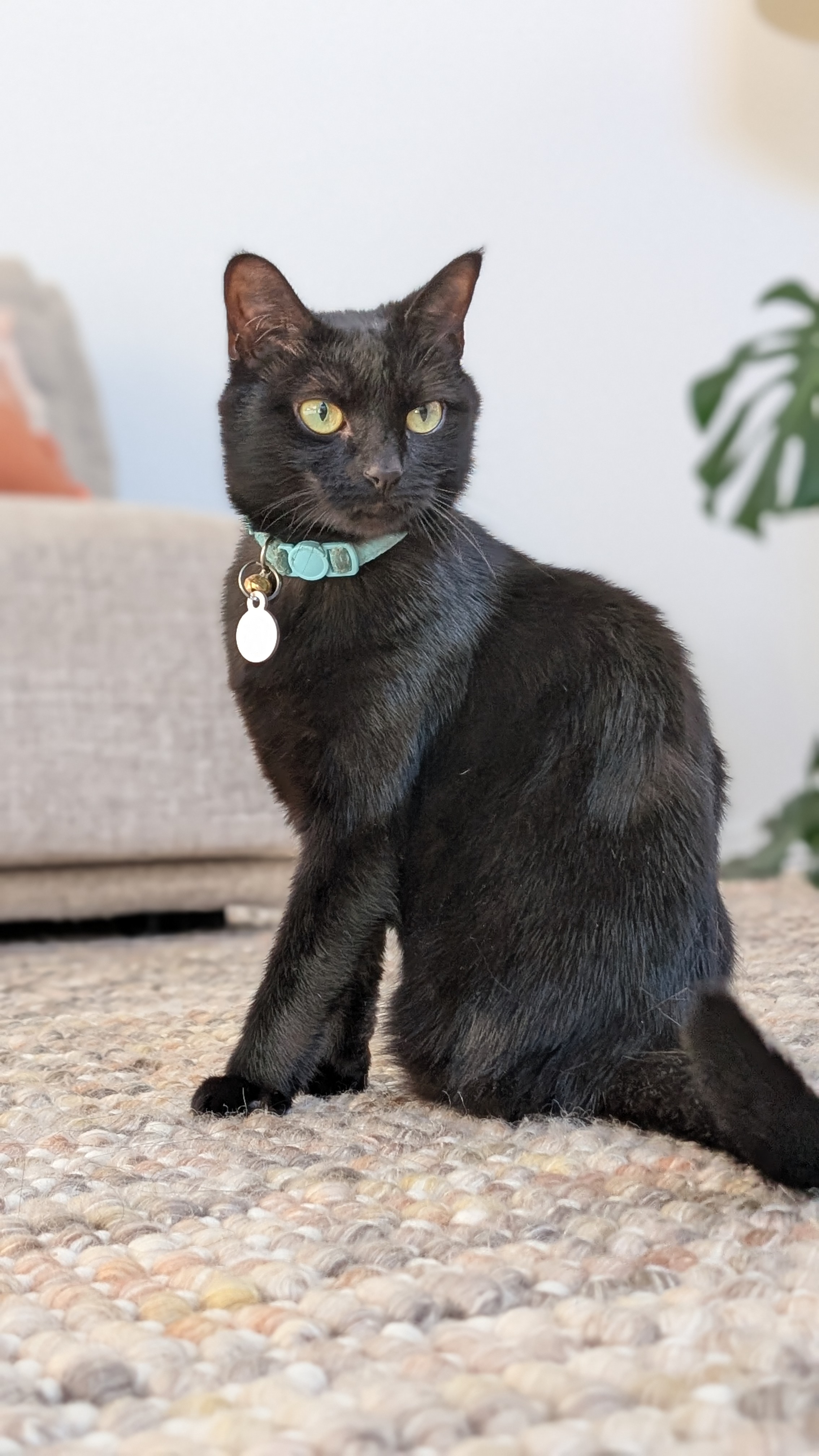Daisy, my three-legged cat